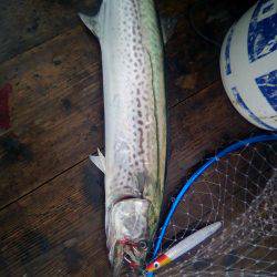 ファイヤードルフィン 釣果