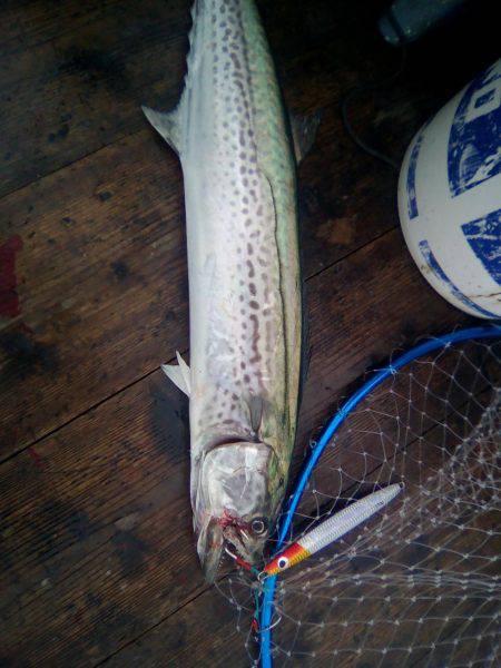 ファイヤードルフィン 釣果