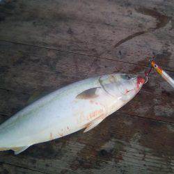 ファイヤードルフィン 釣果