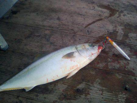 ファイヤードルフィン 釣果