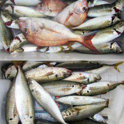 来温丸(らいおんまる) 釣果