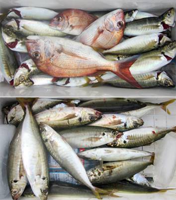 来温丸（らいおんまる） 釣果