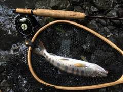 大井川（大井川(非)漁業協同組合） 釣果