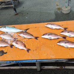 松名瀬フィッシングパーク 釣果