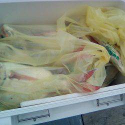 ファイヤードルフィン 釣果