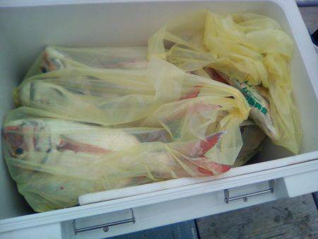 ファイヤードルフィン 釣果