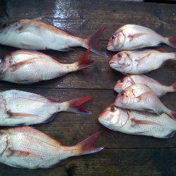 ファイヤードルフィン 釣果