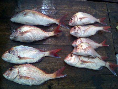 ファイヤードルフィン 釣果