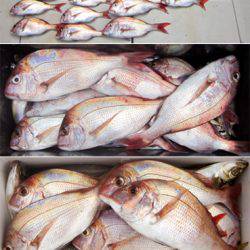 来温丸（らいおんまる） 釣果