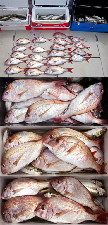 来温丸（らいおんまる） 釣果