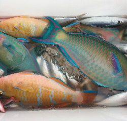 本部釣りイカダ 釣果