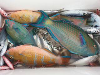 本部釣りイカダ 釣果