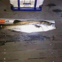 ルアー船マヒマヒ 釣果