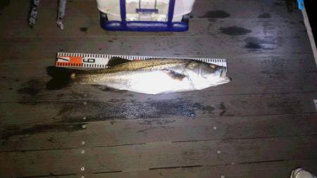 ルアー船マヒマヒ 釣果