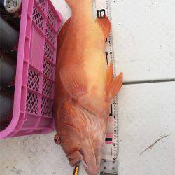 マタウマリンサービス 釣果