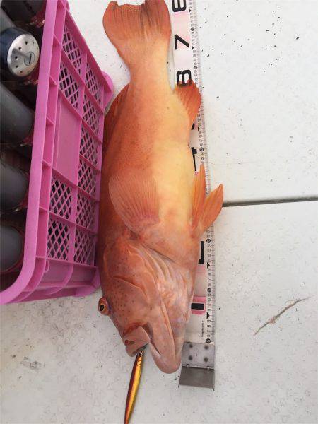 マタウマリンサービス 釣果