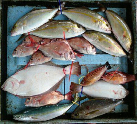 明神釣船 釣果