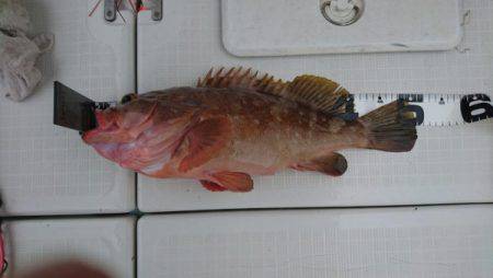 オーフリー 釣果