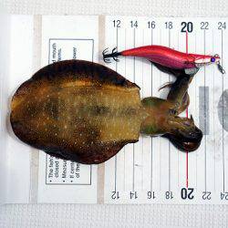 フルコンタクト 釣果