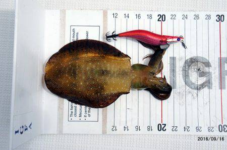 フルコンタクト 釣果