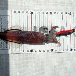 フルコンタクト 釣果