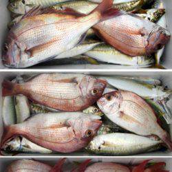 来温丸（らいおんまる） 釣果