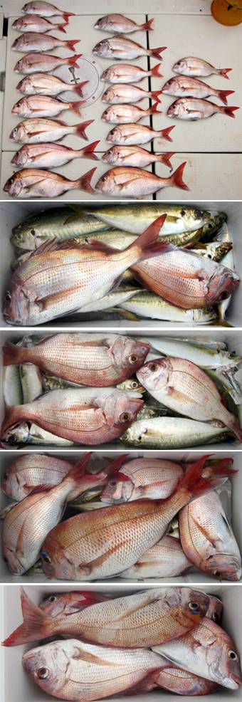 来温丸（らいおんまる） 釣果