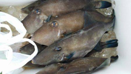 オーフリー 釣果