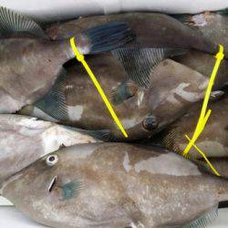 オーフリー 釣果