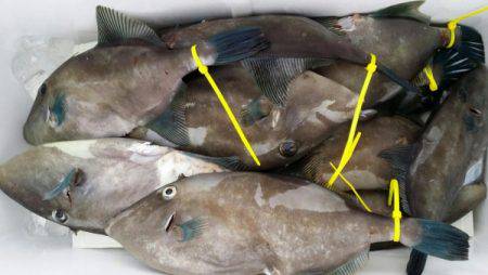 オーフリー 釣果