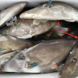 オーフリー 釣果