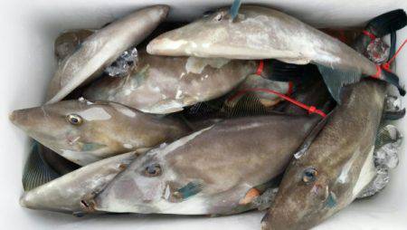 オーフリー 釣果