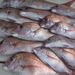 松本釣船２ 釣果