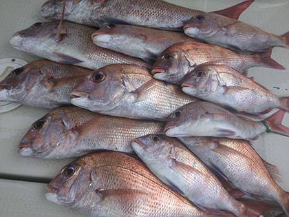 松本釣船２ 釣果