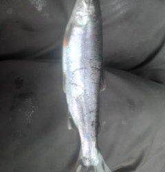 大井川（大井川(非)漁業協同組合） 釣果