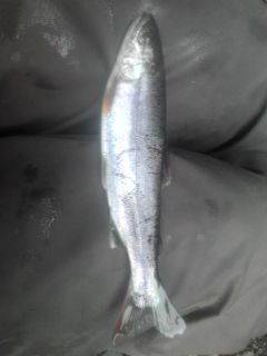 大井川（大井川(非)漁業協同組合） 釣果