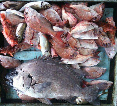 明神釣船 釣果