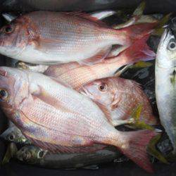 来温丸(らいおんまる) 釣果