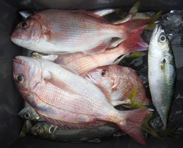 来温丸（らいおんまる） 釣果