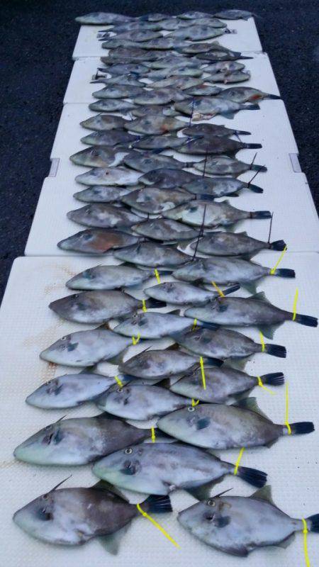 オーフリー 釣果