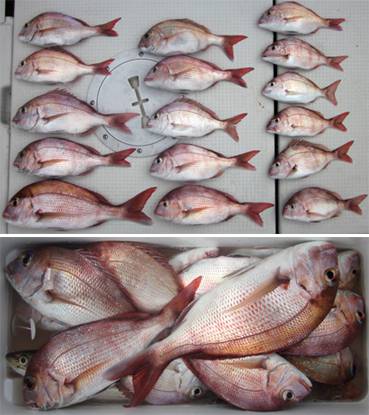 来温丸（らいおんまる） 釣果