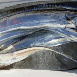 オーフリー 釣果