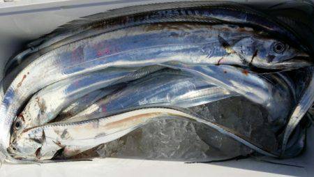 オーフリー 釣果