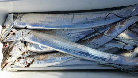 オーフリー 釣果