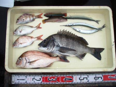 朝日丸 釣果
