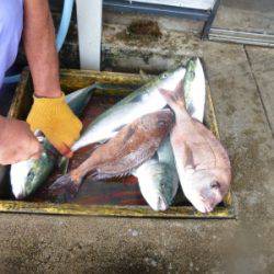 海釣り公園みかた 釣果