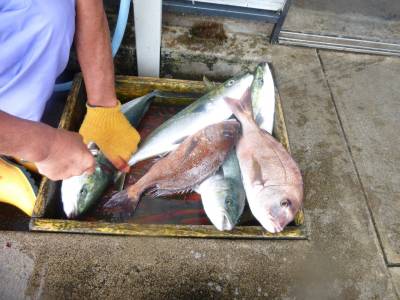 海釣り公園みかた 釣果
