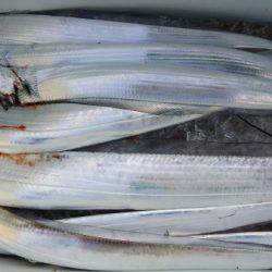 オーフリー 釣果