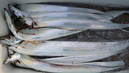 オーフリー 釣果