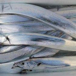 オーフリー 釣果